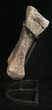 Diplodocus Metatarsal (Toe) With Stand #10137-7